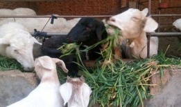 小羊羊爆料最新内容视频,揭秘视频背后的惊人真相！